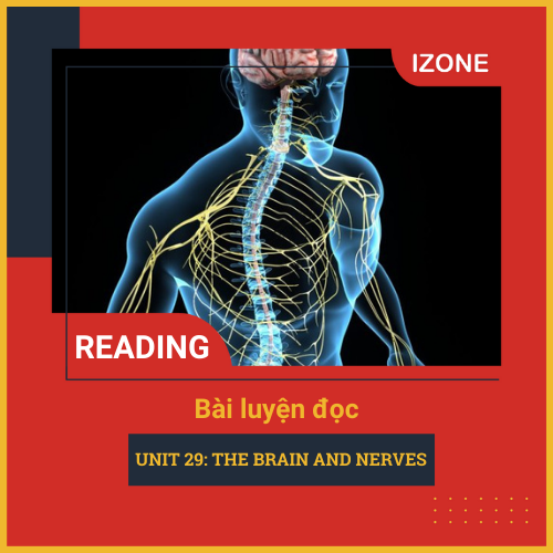 Oxford Read & Discover – Unit 29: The Brain and Nerves