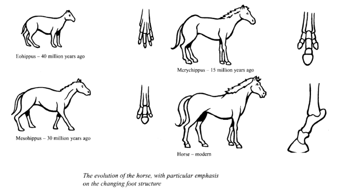 Object Description: The diagrams below show the development of the horse over a period of 40 million years.