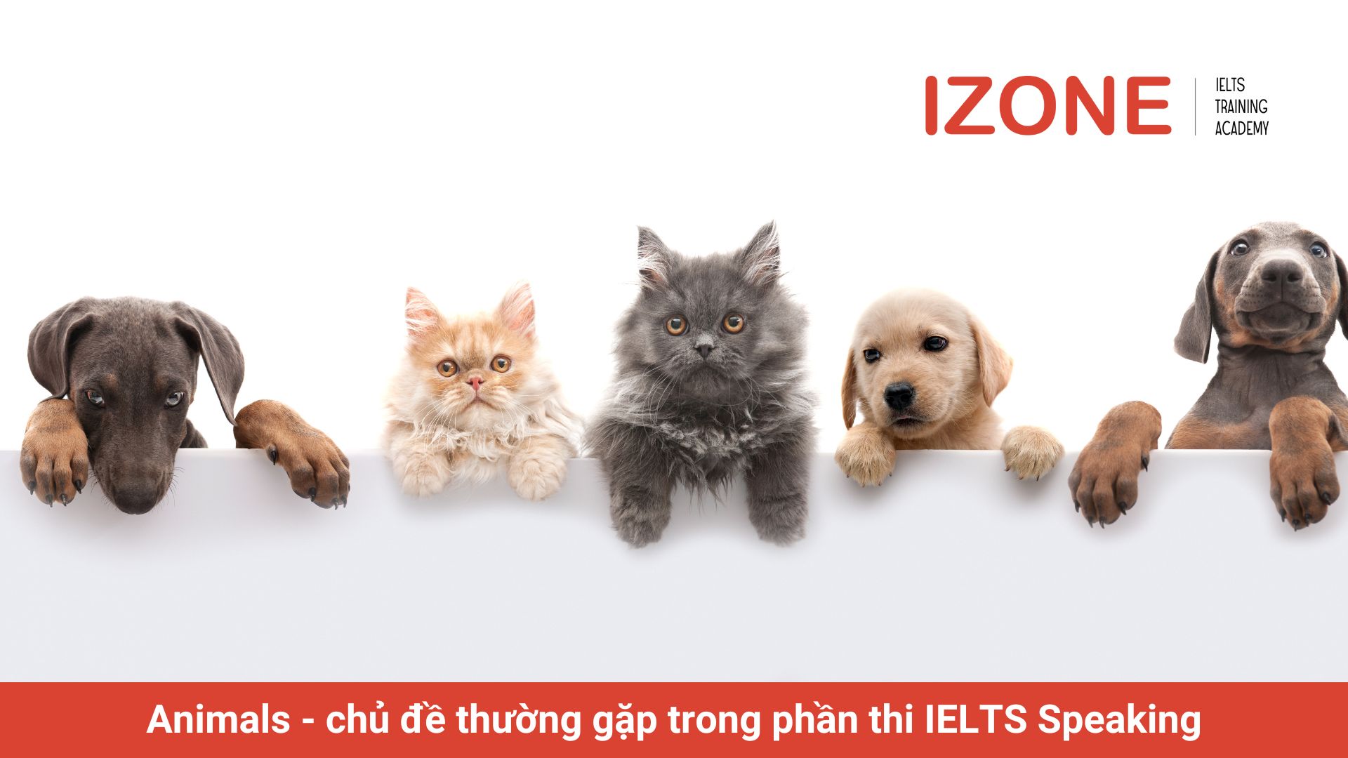 Pets and wild animals IELTS Speaking